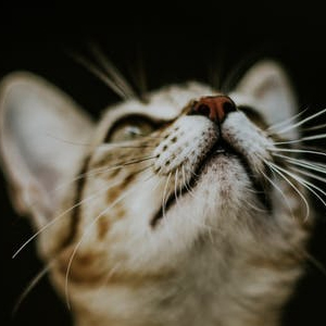 An image of Baseball Cap #11